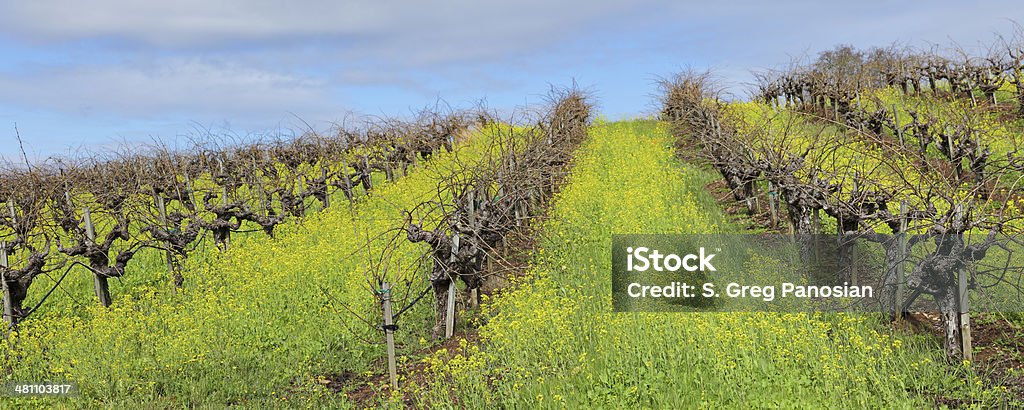 Vineyard im Frühling - Lizenzfrei Agrarbetrieb Stock-Foto