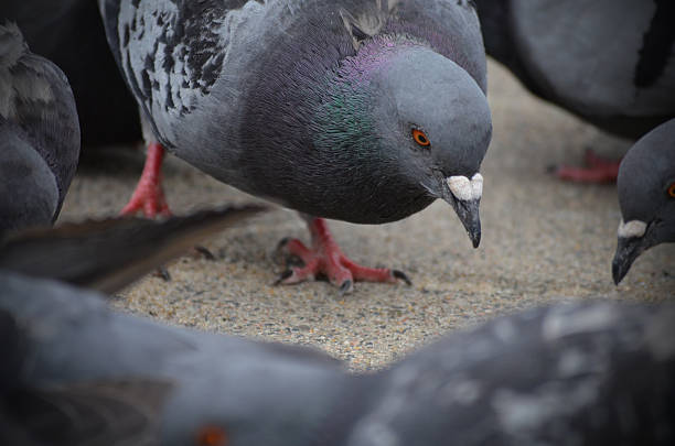 istock pigeons on the street 481103852