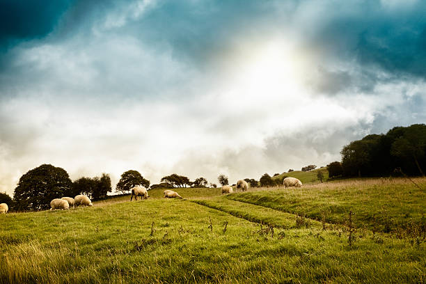 owca walijska paść się w polu pod dramatyczne niebo - paść zdjęcia i obrazy z banku zdjęć