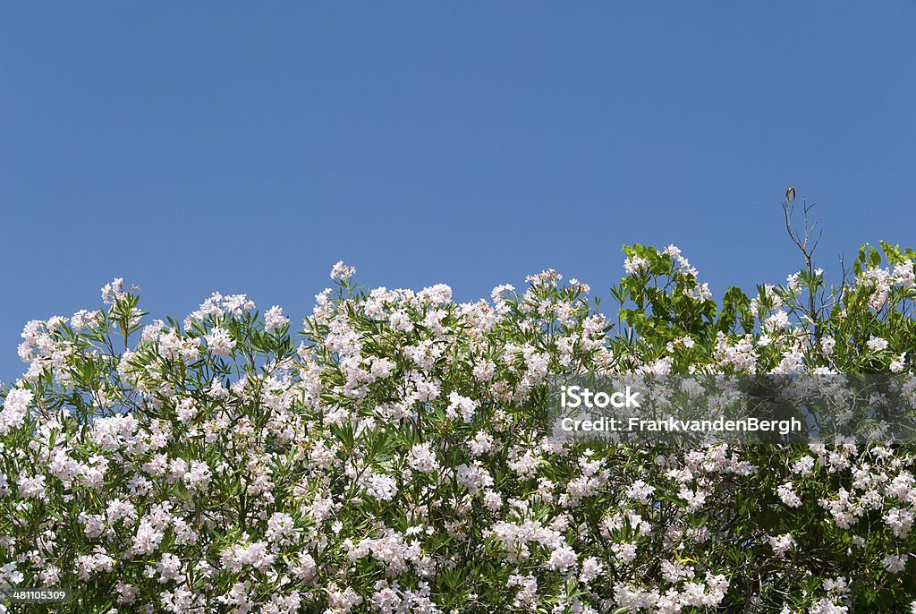 Oleander - Zbiór zdjęć royalty-free (Bez ludzi)