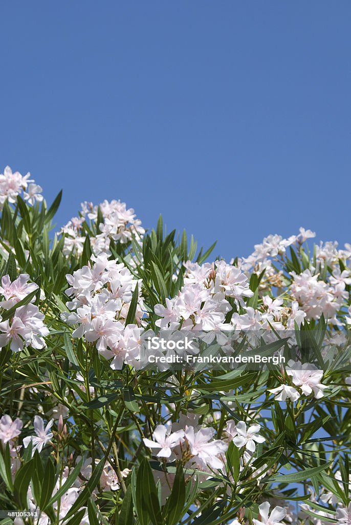Nerium Oleander - Foto de stock de Aire libre libre de derechos