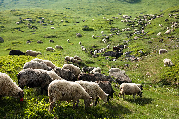 istock Herd of sheep on meadow in Carpathian mountains 481106148