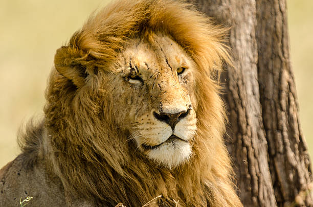 istock Male Lion with Numerous Scars on its Face 481106211