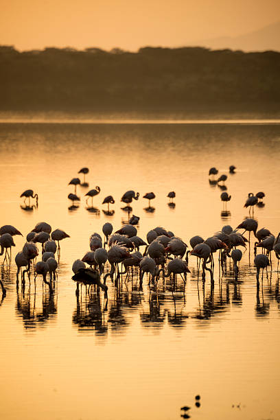istock Flamingos in Lake Ndutu at Dawn 481106213