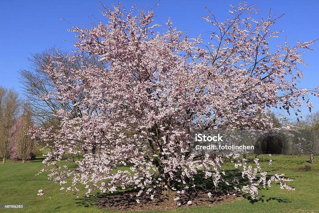 Frühlings-Kirschblüten  - Lizenzfrei Baum Stock-Foto