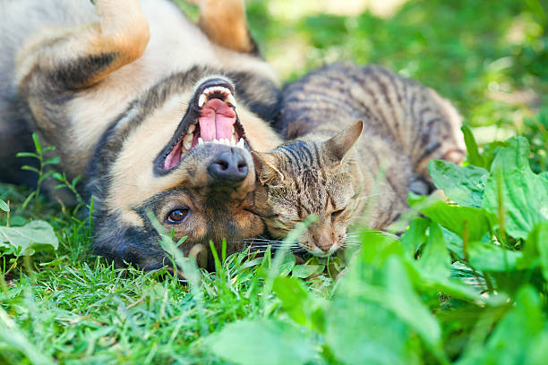 istock Dog and cat playing together outdoor 481107947
