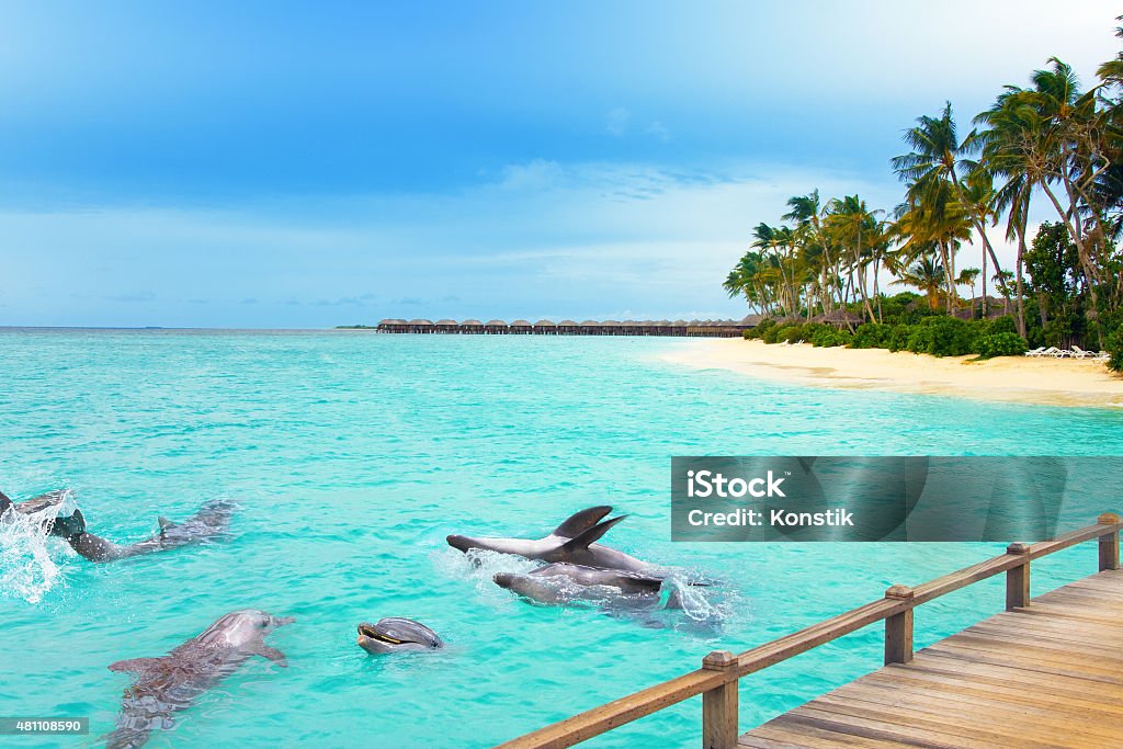 Maldives. Dolphins at ocean and tropical island. Maldives Stock Photo