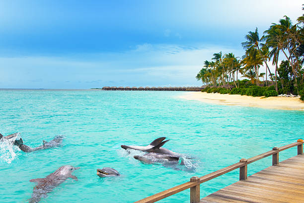 Maldives. Dolphins at ocean and tropical island. stock photo