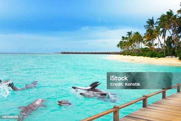 Maldives Dolphins At Ocean And Tropical Island Stock Photo - Download Image Now - Maldives, Dolphin, Beach