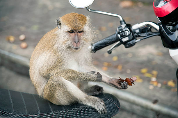 обезьяны - demeanour стоковые фото и изображения