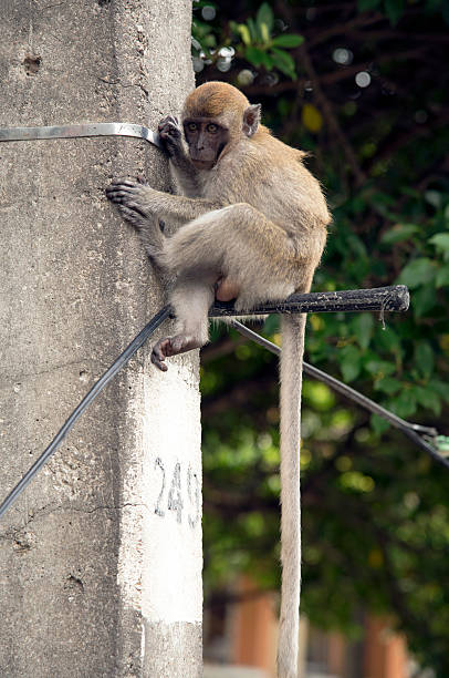 monos - demeanour fotografías e imágenes de stock