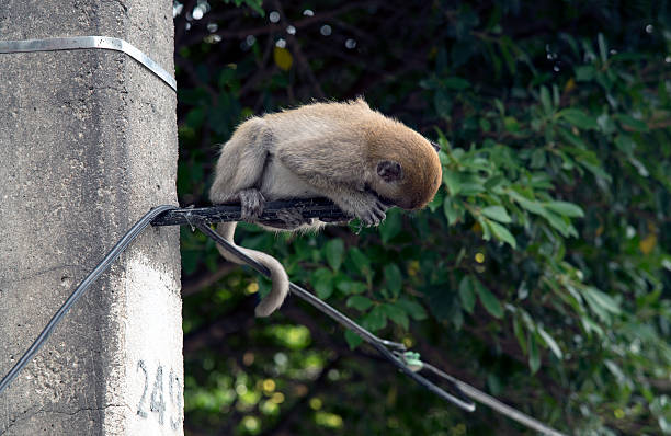 원숭이 - demeanour 뉴스 사진 이미지