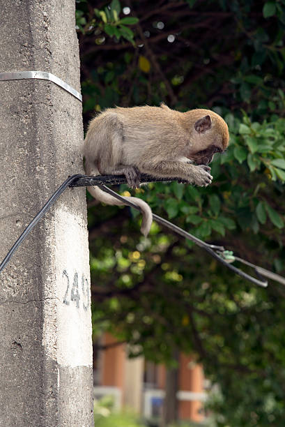 monos - demeanour fotografías e imágenes de stock