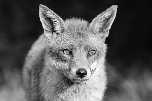 istock Red Fox in Surrey, South East England 481109191