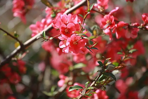 blooming branch of japanese quince in spring