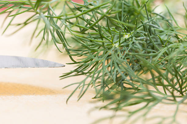 dill - herb plant seasoning nature stock-fotos und bilder