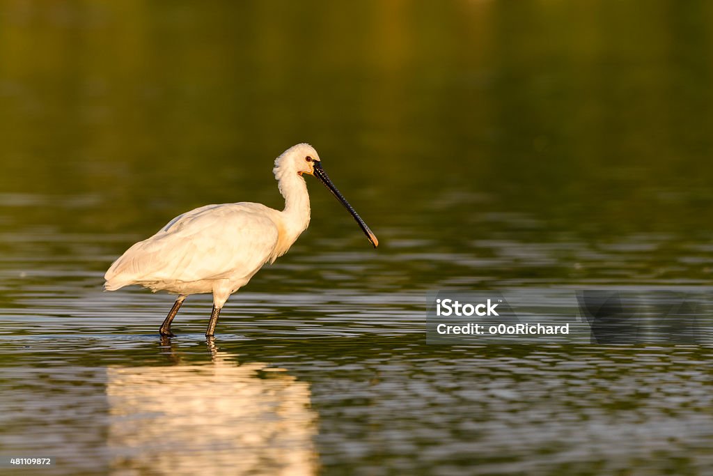 Common spoonbill (Platalea leucorodia) Common spoonbill (Platalea leucorodia) wading in a lake. 2015 Stock Photo