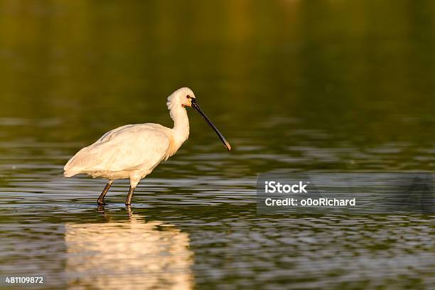 Common Spoonbill Stock Photo - Download Image Now - 2015, Animal, Bird