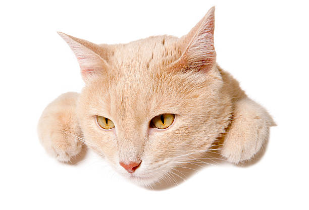 istock Pretty cat peeking behind a blank white banner 481110460