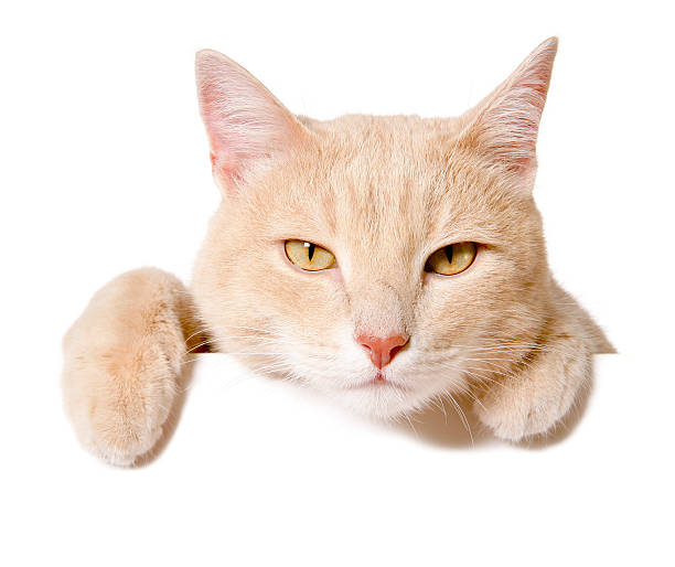 istock Pretty cat peeking behind a blank white banner 481110466