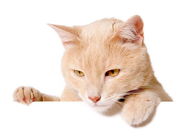 istock Pretty cat peeking behind a blank white banner 481110470