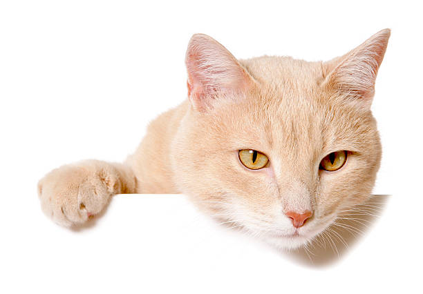 istock Pretty cat peeking behind a blank white banner 481110474