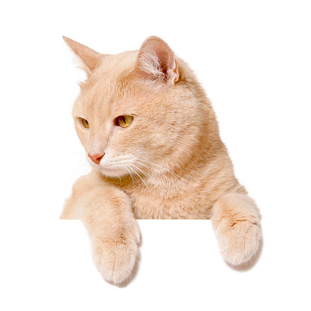 istock Pretty cat peeking behind a blank white banner 481110476
