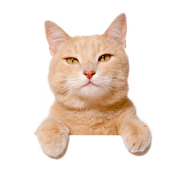 istock Pretty cat peeking behind a blank white banner 481110478