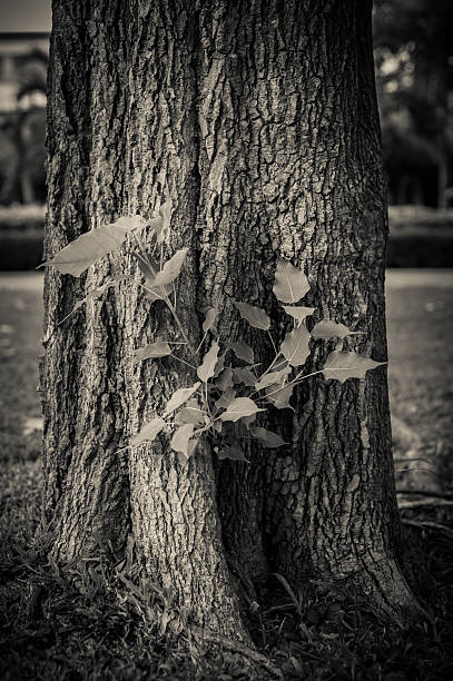istock Young plant growing on tree, blurry soft focus Vintage 481110528