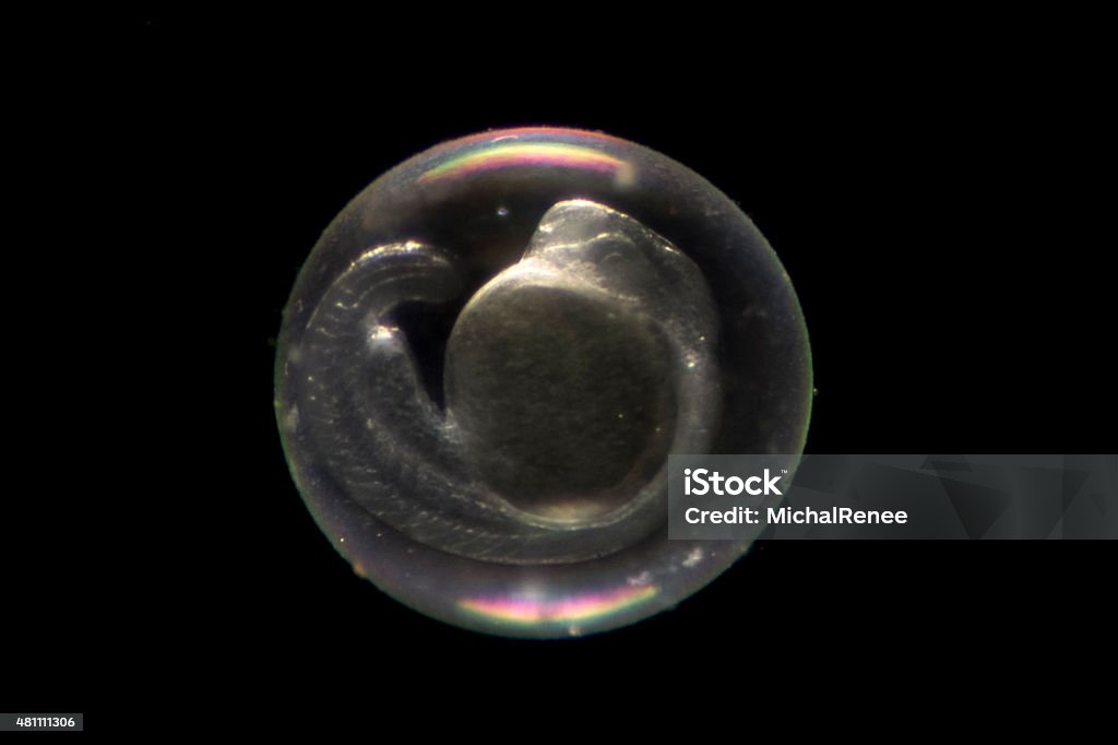 Zebrafish Embryo Stock Photo - Download Image Now - Zebrafish, Animal Embryo,  Research - iStock