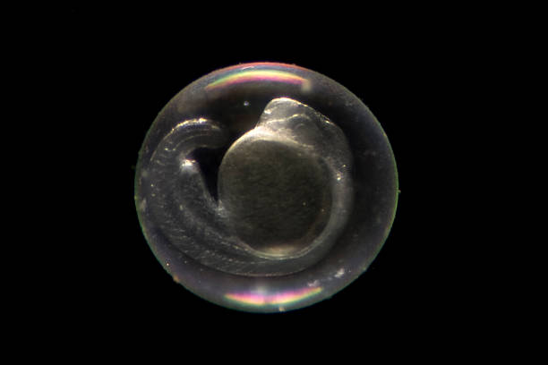 Zebrafish Embryo Zebrafish (Danio rerio) embryo about 24 hours after fertilization. Visible are the chorion surrounding the embryo, yolk, somites, chorda, and brain and eye vesicles. epithelium photos stock pictures, royalty-free photos & images