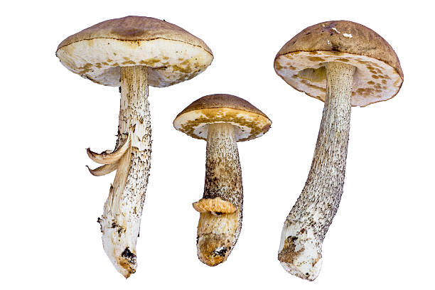 istock set of three boletus edulis isolated on white background 481111616