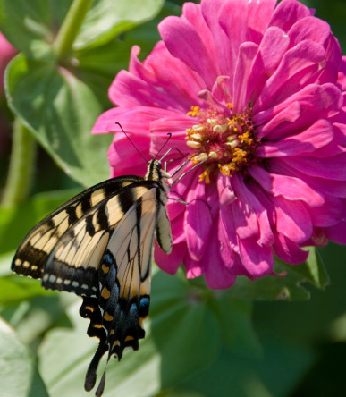 a  tiger swallowtail butterfly is taking some nectar from a Zinnia flower