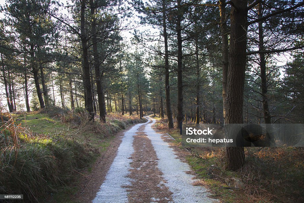 forest road - Lizenzfrei Arbol-Chili Stock-Foto