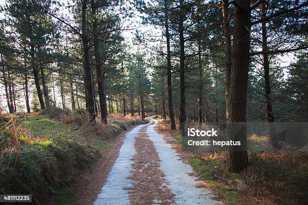 Forest Road Foto de stock y más banco de imágenes de Aire libre - Aire libre, Boscaje, Bosque