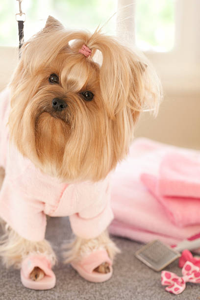 istock Yorkshire Terrier Day at the Groomer-Spa 481112665
