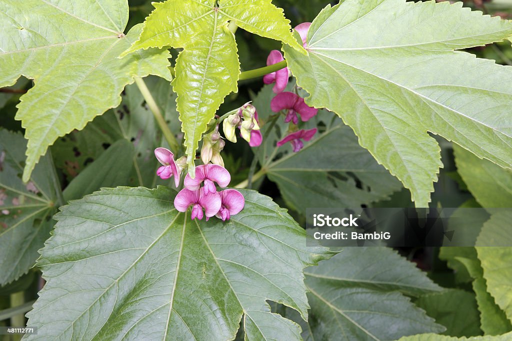 Sweet guisante - Foto de stock de Aire libre libre de derechos