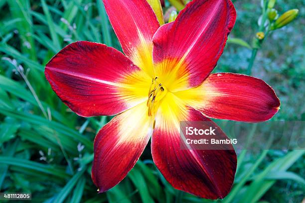 Lily Stockfoto und mehr Bilder von Blatt - Pflanzenbestandteile - Blatt - Pflanzenbestandteile, Blume, Blume aus gemäßigter Klimazone