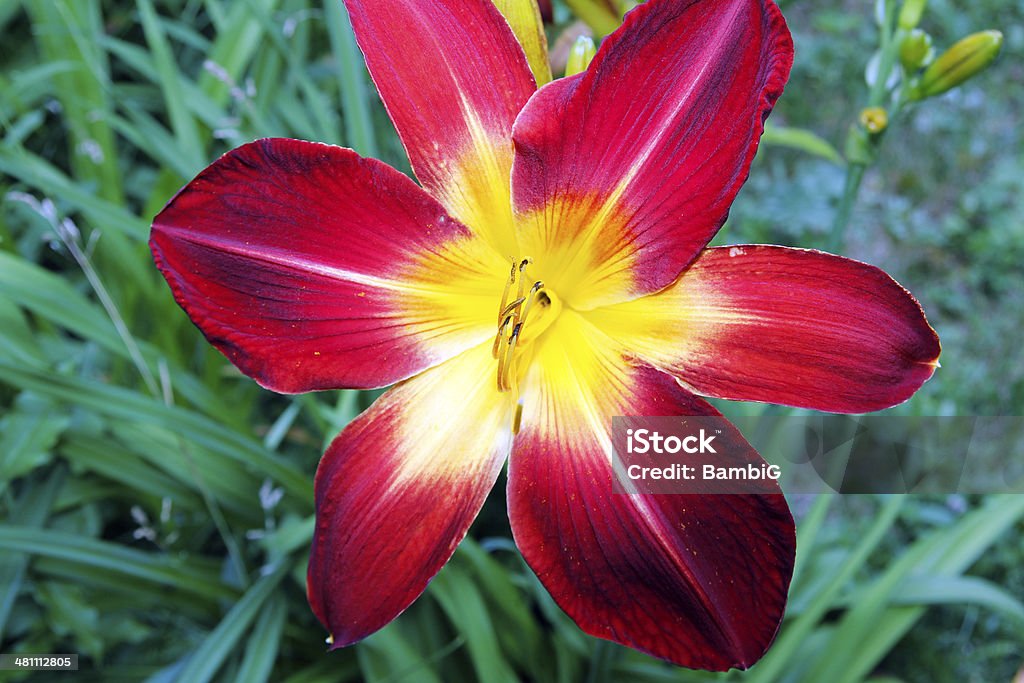 Lily - Foto stock royalty-free di Aiuola