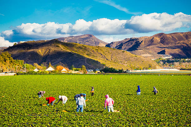 campo di fragole agricoltura lavoratori - editorial horizontal farmer occupation foto e immagini stock