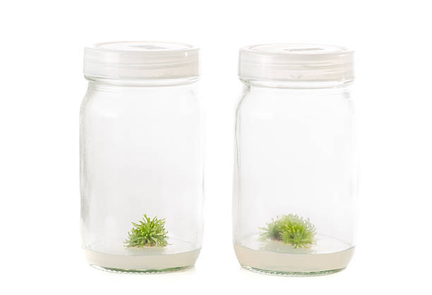 istock plant tissue culture 481115038
