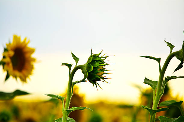 Rear view of sunflowers bowing their heads looking downward