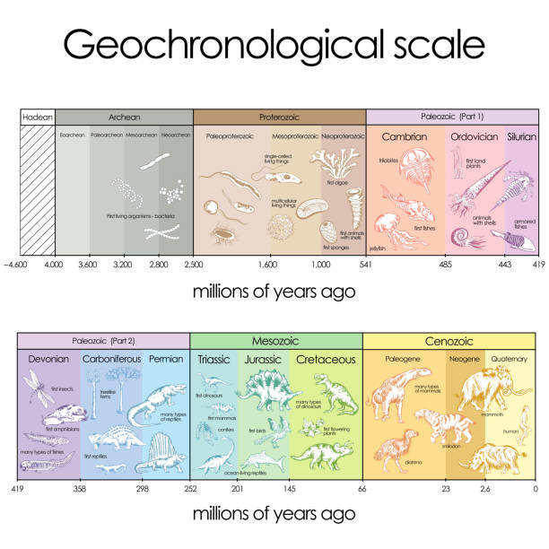 geochronological 등급표 - geologic time scale stock illustrations