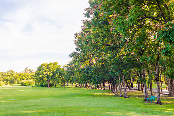 istock Green lawn with bench and big trees in park, sunny 481115690