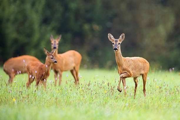 istock Roe-deer with family in the wild 481116064