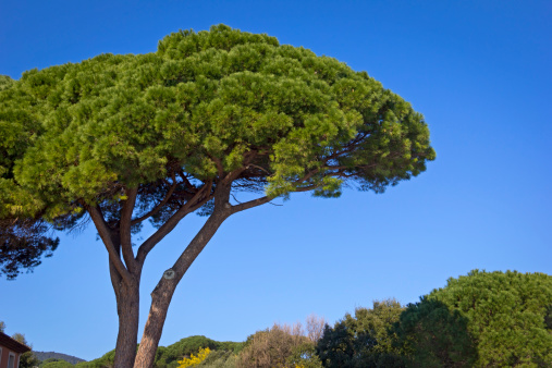 Pine Tree in South of France.