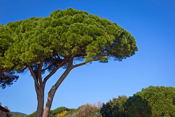 pinheiro tree - parasol pine - fotografias e filmes do acervo