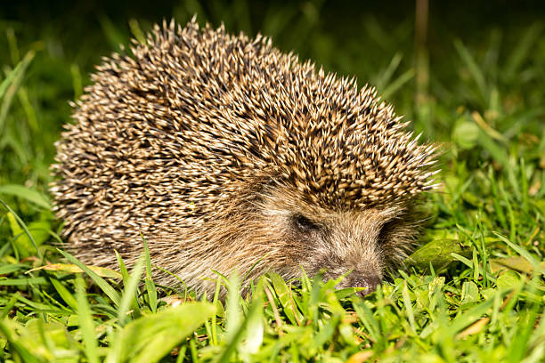 istock Young hedgehog in natural habitat 481116454