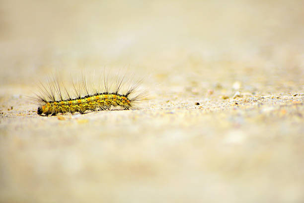 zielony szarawki na cementu - caterpillar insect group of objects giving zdjęcia i obrazy z banku zdjęć