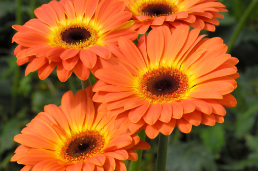 Close-up of gerbera daisies growing on a central California nursery.